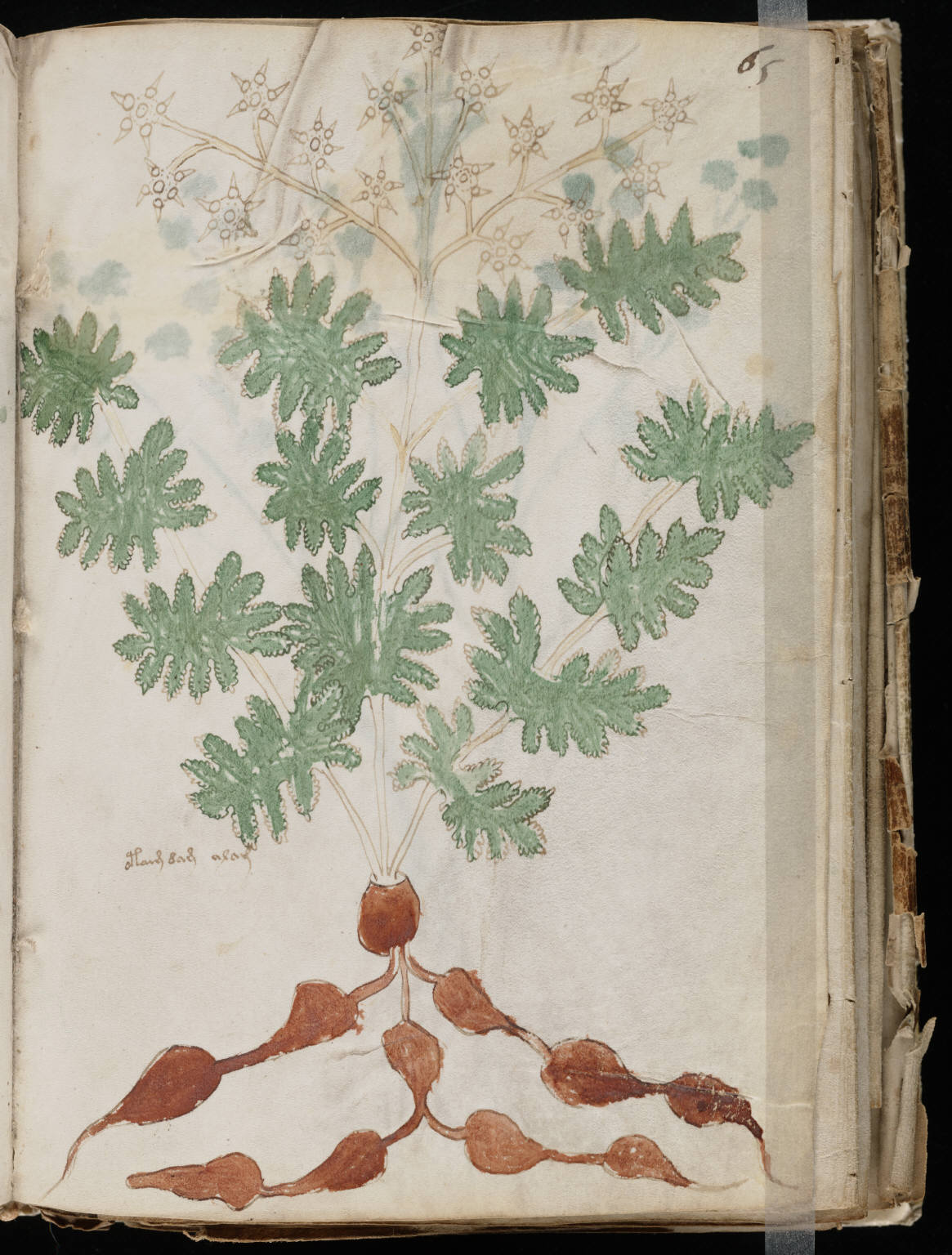 Voynich folio 65 recto, an intact herbal illustration with one short label.