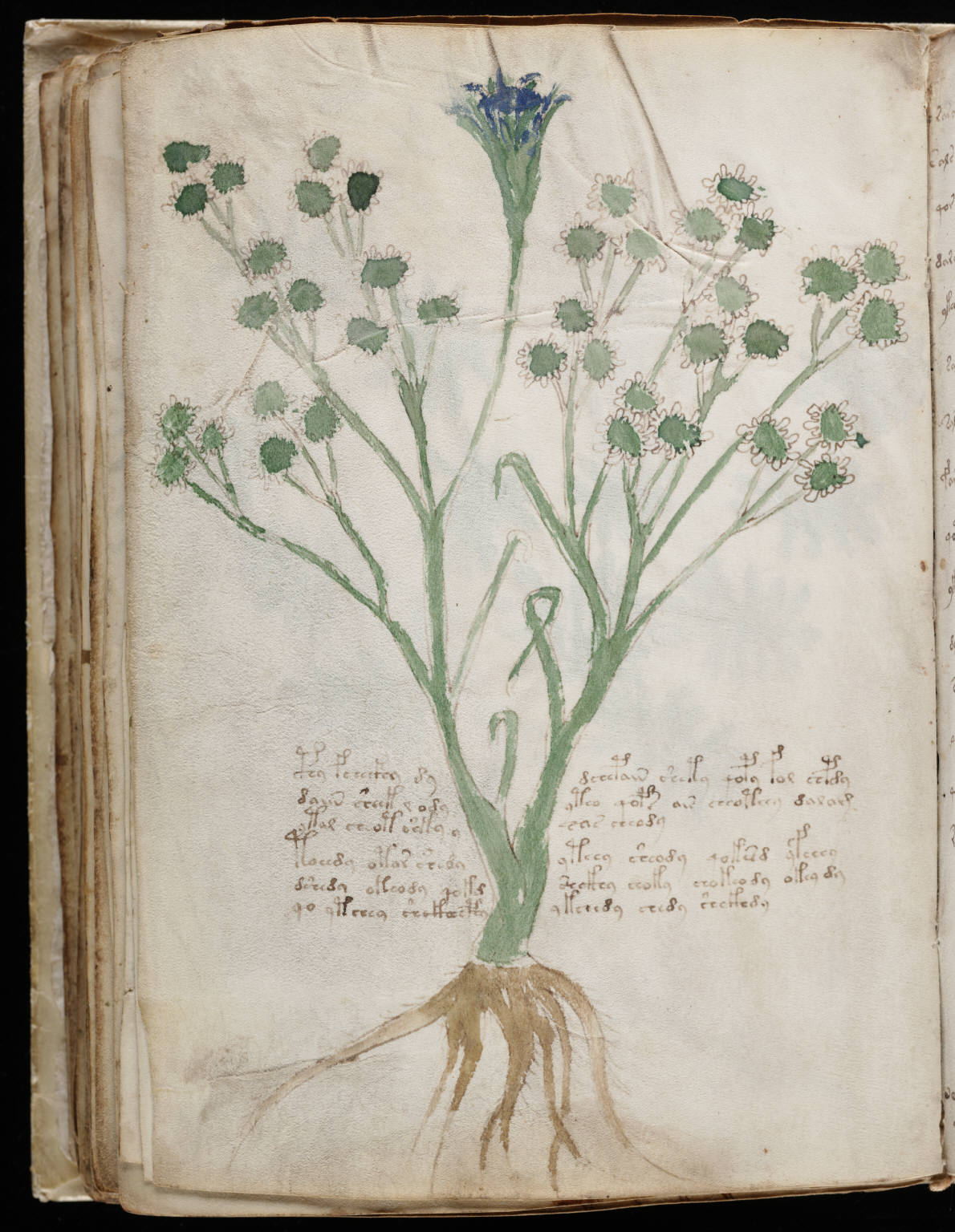 Voynich folio 65 verso, an intact herbal page with two short text blocks.